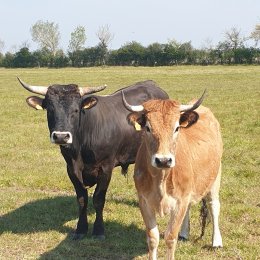 Photo de La belle maraichine
